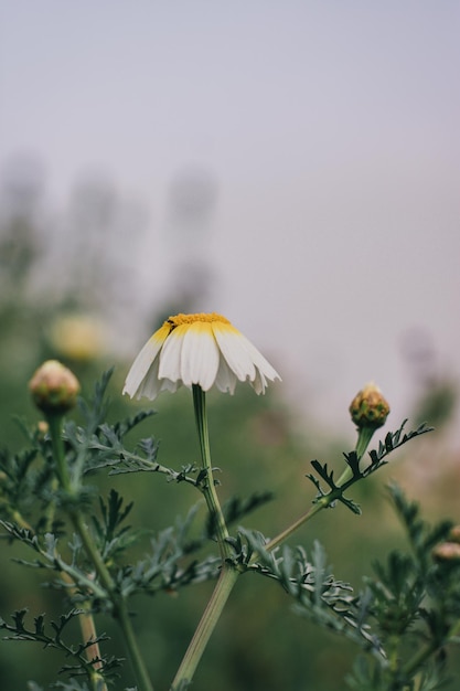 eine weiße und gelbe Gänseblümchen ist in einem Feld mit anderen Blumen