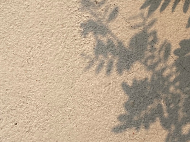 Eine weiße Wand mit einem Schatten aus Blättern darauf.