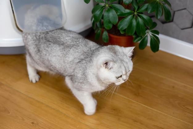 Eine weißgraue Katze kommt in einem mit Plastikecken verschlossenen weißen Tablett aus der Tür