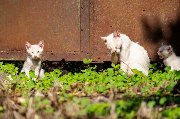 Eine weißhaarige, streunende Katzenmutter kümmert sich um ihr Fell, während ihre Kinder zwei wunderschöne weiße und ein schwarzes Kätzchen sonnen