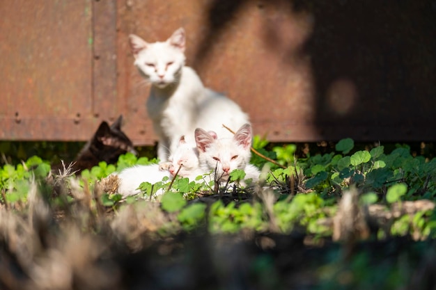 Eine weißhaarige streunende Katzenmutter sonnt sich mit ihren Kindern, zwei wunderschönen weißen Kätzchen und einem schwarzen