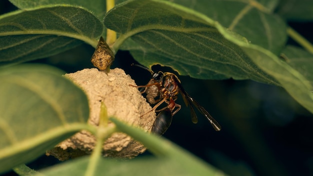 Eine Wespe baut ihr Nest