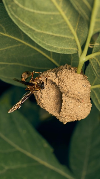 Eine Wespe baut ihr Nest