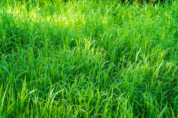 Eine Wiese, auf die die Sonne scheint