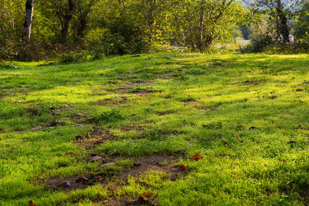 Eine Wiese mit Bäumen im Hintergrund