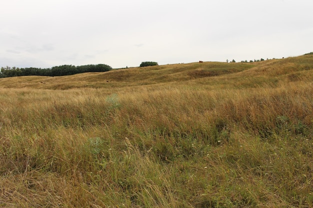 Eine Wiese mit Bäumen im Hintergrund