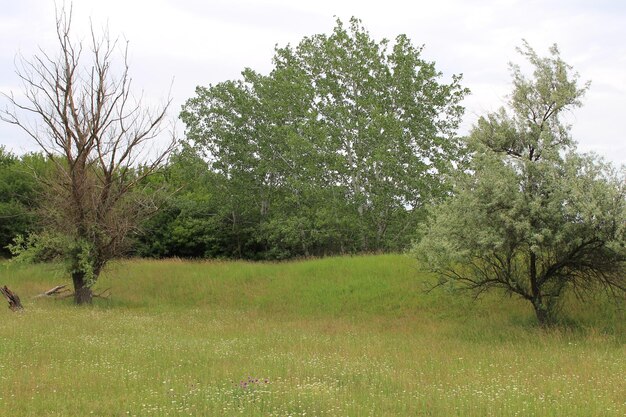 Eine Wiese mit Bäumen und Sträuchern