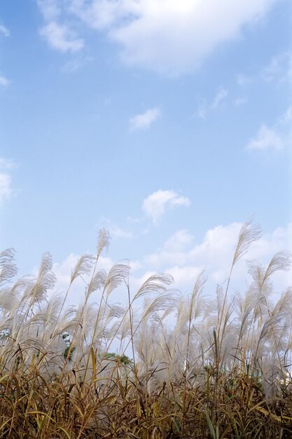 Eine Wiese mit blauem Himmel im Hintergrund