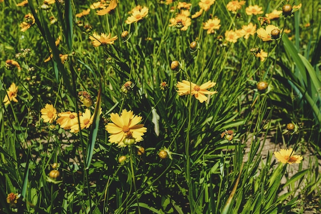 Eine Wiese mit blühender gelber Lanzettlicher Coreopsis