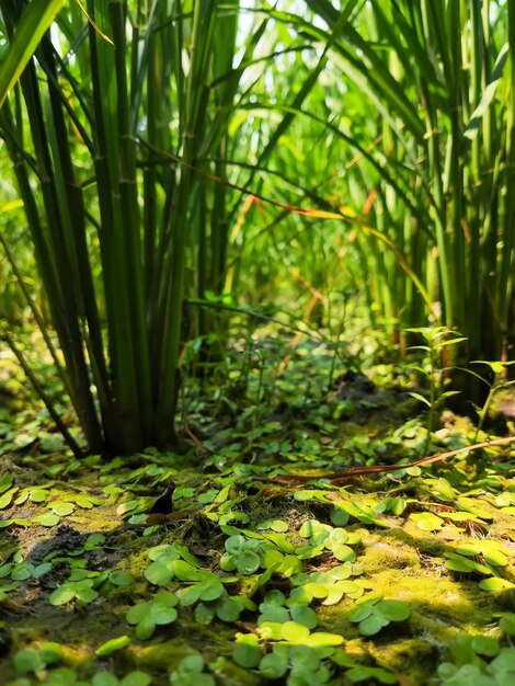 Foto eine wiese mit einer grünen pflanze im vordergrund