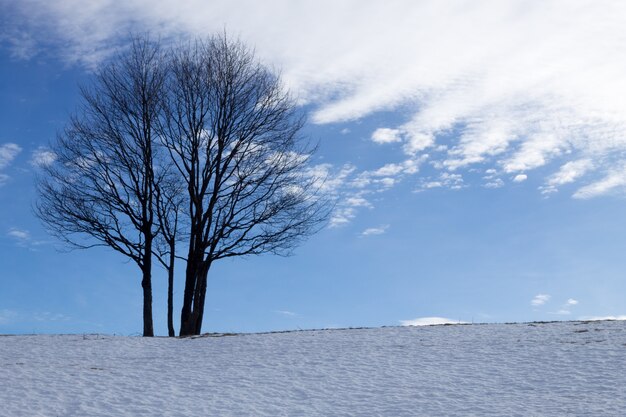 Eine winterlandschaft mit einem isolierten baum über einem blauen himmel