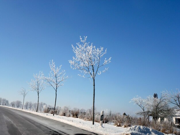 Eine winterliche Straße in der Perspektive mit einer Reihe kleiner, mit Frost bedeckter Bäume vor einem strahlend blauen Himmel