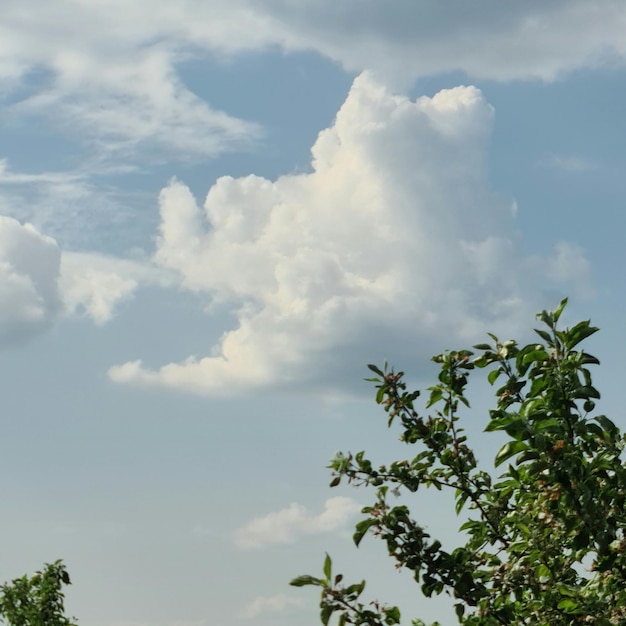 Eine Wolke am Himmel ist über einigen Bäumen und einem Baum mit einem Bären darauf.