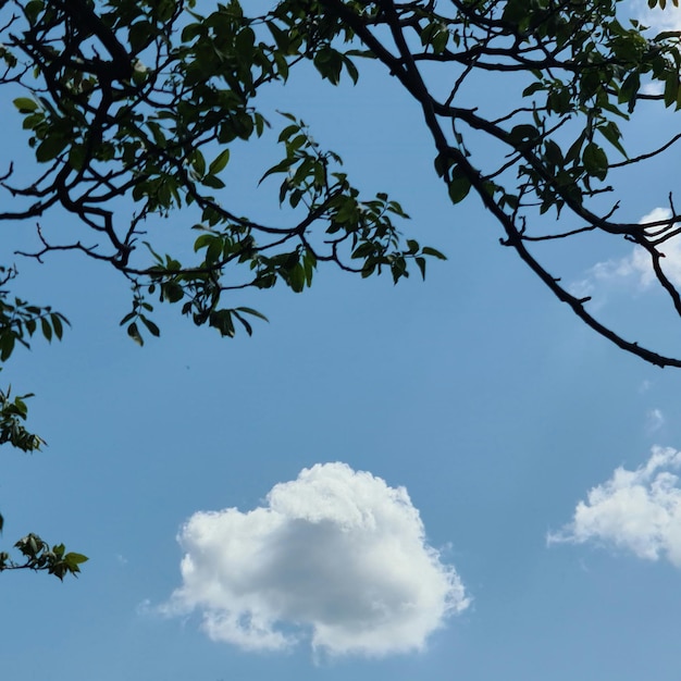 Eine Wolke steht am Himmel über einem Ast.