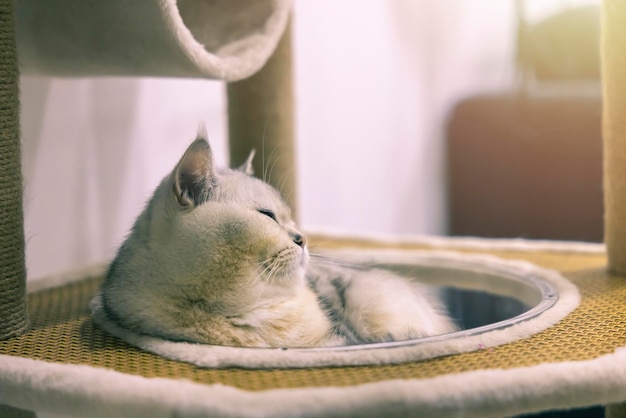 Eine wunderschöne britische Katzenrasse Kurzhaar mit weichem, weißgrauem Haar in einem hellen Raum, der in Richtung Kamera blickt