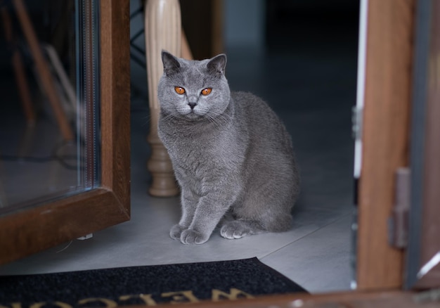 Eine wunderschöne graue britische Katze schaut hinter den Türen zur Veranda hervor