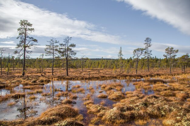 Foto eine wunderschöne herbstlandschaft mit einem sumpf im femundsmarka-nationalpark in norwegen