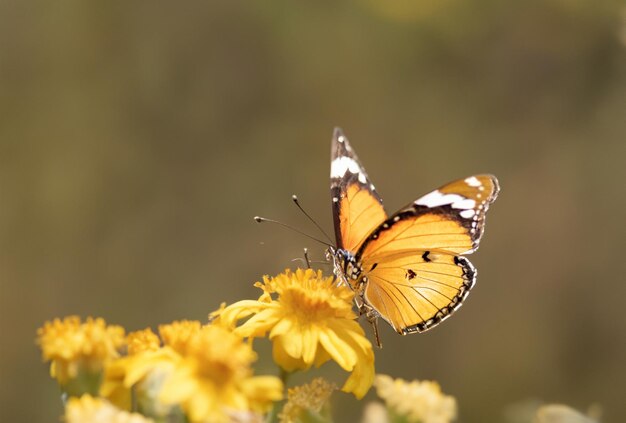 Eine wunderschöne Komposition aus Schmetterlingen und Blumen in einem Garten, die für verschiedene Gestaltungszwecke geeignet ist