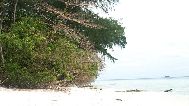 Eine wunderschöne Landschaft auf einer Insel mit Ästen, Baumstämmen und Schaukeln in Indonesien