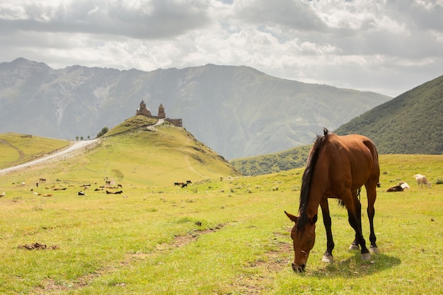 Eine wunderschöne Landschaftsfotografie mit Kaukasus in Georgien