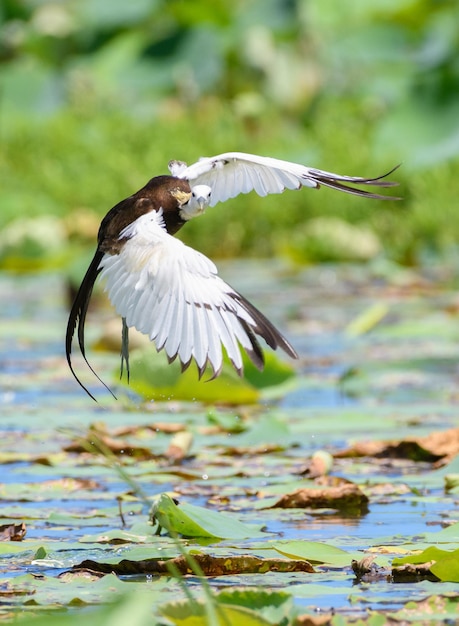 Eine wunderschöne Landungsaufnahme eines Fasanenschwanz-Jacana-Vogels dreht sich um und blickt direkt in die Kamera, während er auf der Vegetation im See landet