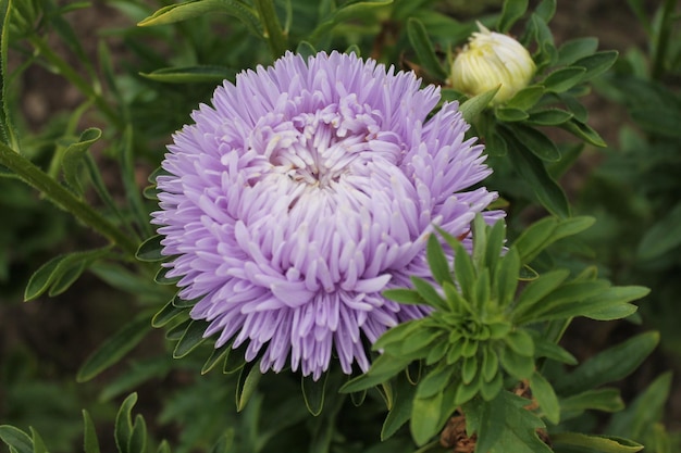 Eine wunderschöne lila Aster singt ein süßes Sommerlied Lila Aster auf einem isolierten Hintergrund