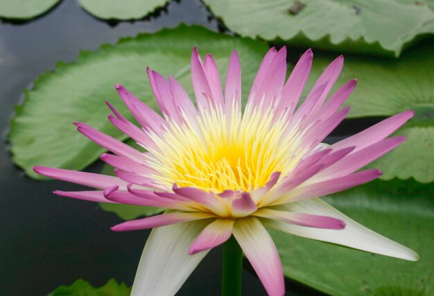 Eine wunderschöne rosa Wasserlilie oder Lotusblume im Teich