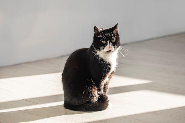 Eine wunderschöne schwarz-weiße Katze mit traurigem Aussehen sitzt in einem Sonnenstrahl.