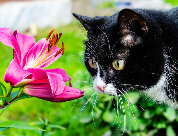 Eine wunderschöne schwarze Katze betrachtet eine schöne Blume.