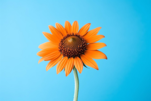 Eine wunderschöne Sonnenblume auf blauem Hintergrund