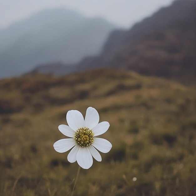 eine wunderschöne weiße Blume