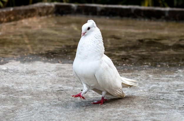 Eine wunderschöne weiße, schicke Taube, die auf dem Dach spaziert