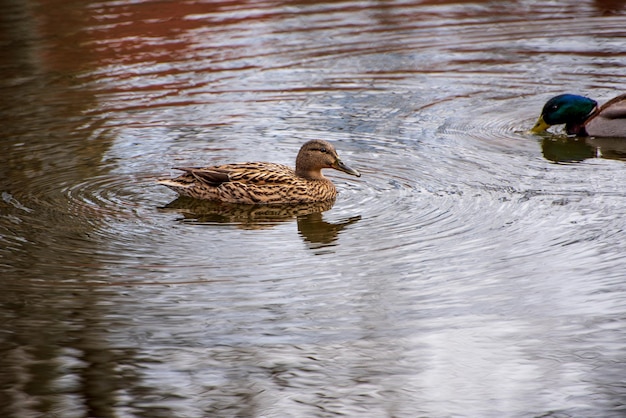 Eine wunderschöne Wildente mit braunem Gefieder schwimmt an einem Sommertag in der Wasseroberfläche eines Waldsees