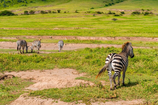 Eine Zebraherde im Ngorongoro Conservation Area, Tansania.