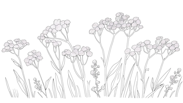 eine Zeichnung von Blumen, die auf einem weißen Hintergrund gezeichnet sind