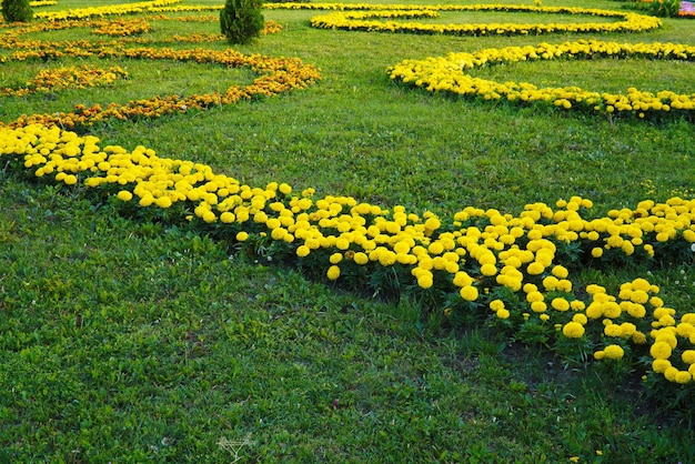 Eine Zeichnung von gelben Ringelblumen im Stadtpark