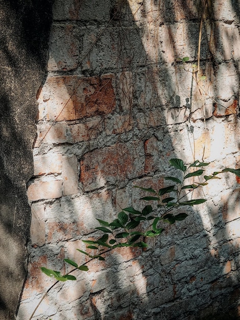 Eine Ziegelmauer mit einem Baum darauf