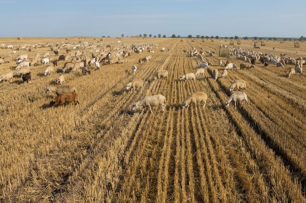 Eine Ziegenherde grasen auf einem gemähten Feld nach der Weizenernte Große Rundballen Stapel