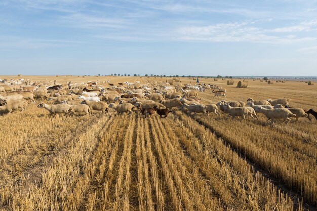 Eine Ziegenherde grasen auf einem gemähten Feld nach der Weizenernte Große Rundballen Stapel