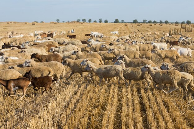 Eine Ziegenherde weidet auf einem gemähten Feld nach der Weizenernte Große Rundballen mit Stapeln