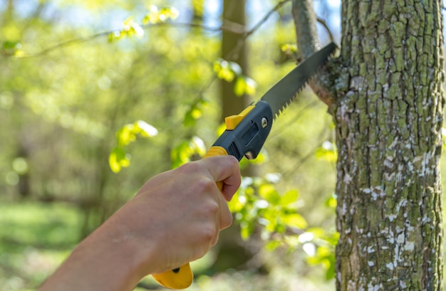 einen Baum mit einer Handsäge im Wald beschneiden