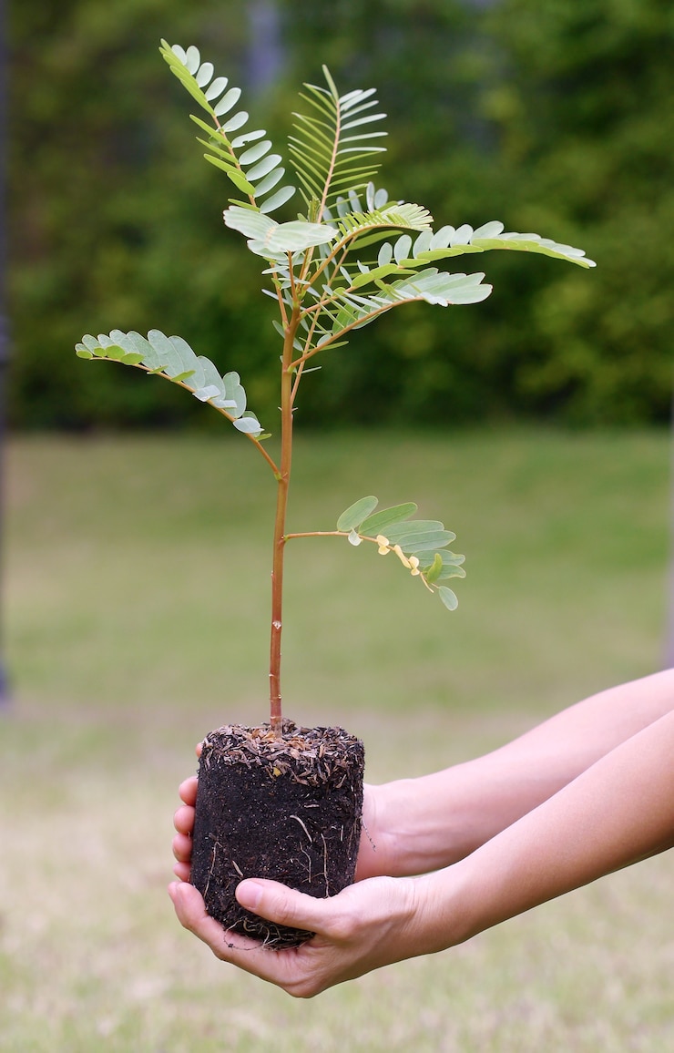Foto einen baum pflanzen