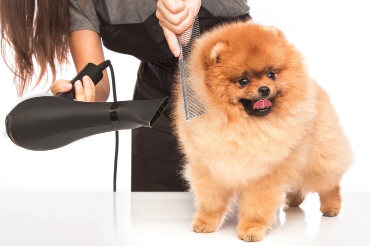Foto einen hund pflegen