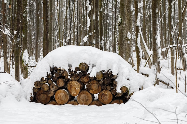 Einen kranken Wald fällen. Viele Protokolle sind in der Gesamtstruktur gestapelt.