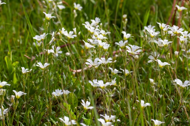 Einfache Grasunkräuter auf dem Feld in der Sommersaison