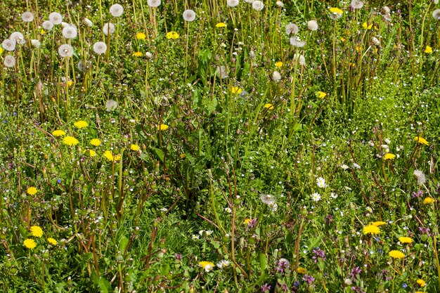 Einfache Grasunkräuter auf dem Feld in der Sommersaison