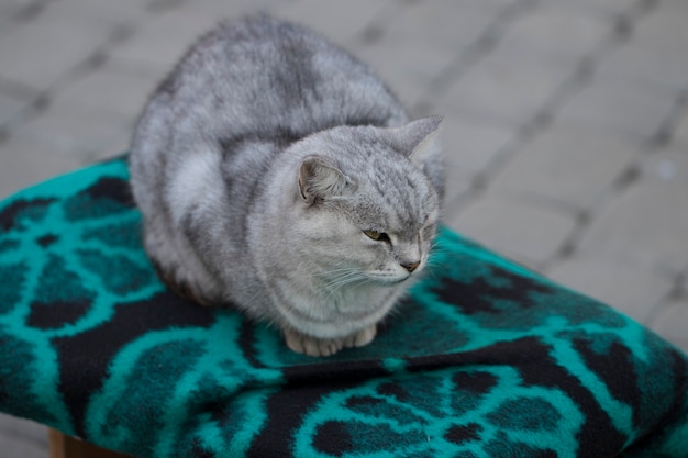 Einfache graue Katze, die auf einem Stuhl sitzt