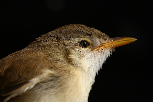 Einfacher Prinia-Vogel isoliert