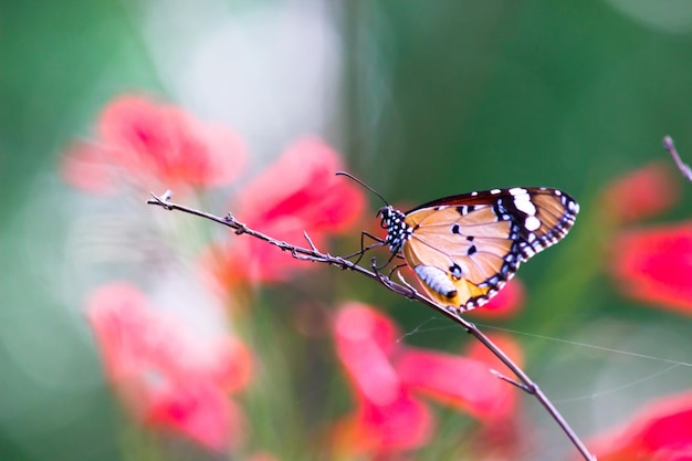 Einfacher Tiger Danaus chrysippus Schmetterling, der im Frühling Blumen in der Natur besucht