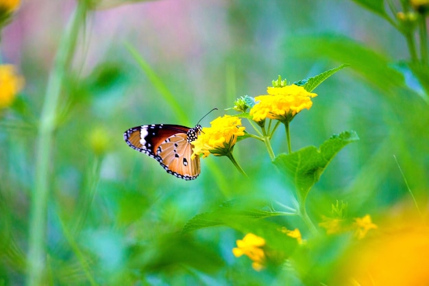 Einfacher Tiger Danaus chrysippus Schmetterling, der im Frühling Blumen in der Natur besucht